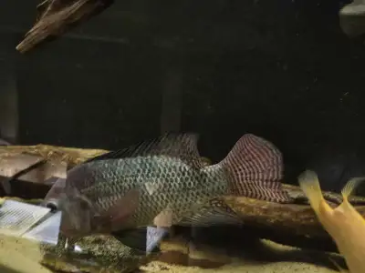 tilapia 14", View more