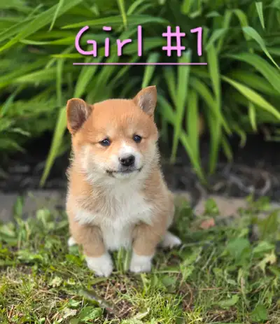 Corgi Inu, View more