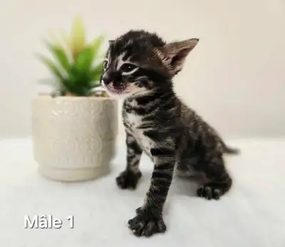 Chatons Bengal Cold Brown et Charcoal!, View more