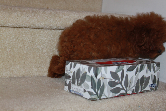 Adorable tiny TEA  teddy face red poodle puppies in Dogs & Puppies for Rehoming in Richmond - Image 3