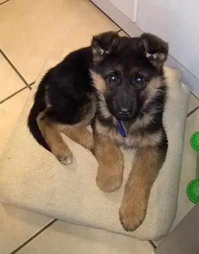 German Shepherd Puppy for Adoption, View more