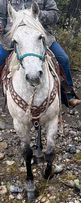 Frisian/Arab gelding  for sale  in Horses & Ponies for Rehoming in Edmonton - Image 4