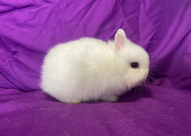 Netherland Dwarf Baby Bunnies in Small Animals for Rehoming in Delta/Surrey/Langley - Image 3
