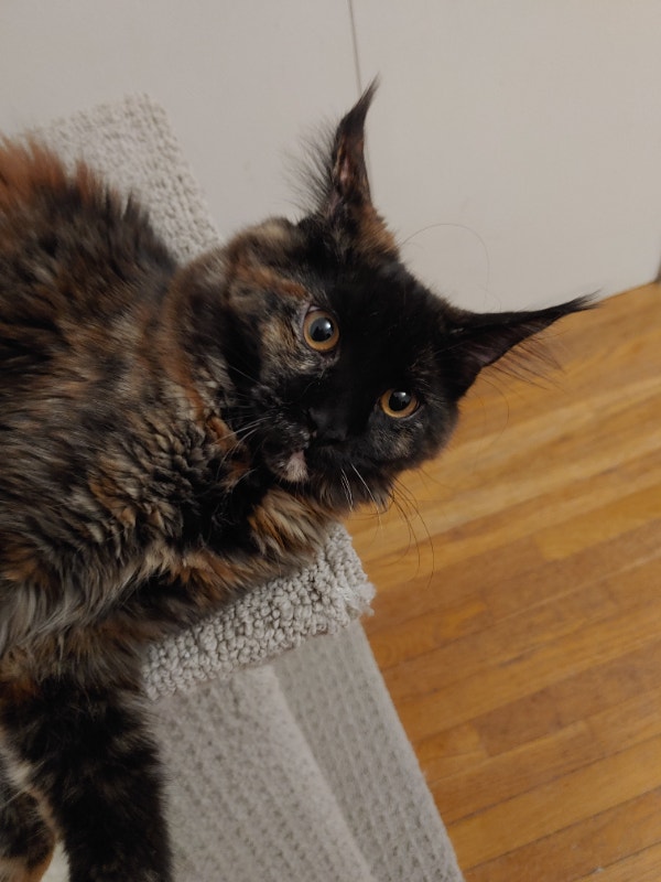 European Maine Coon Kittens From Registered Cattery Cats & Kittens