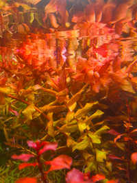 Red Aquarium Plants Rotala Macrandra.