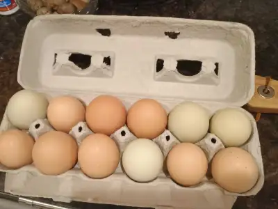 Farm Fresh Eggs , View more