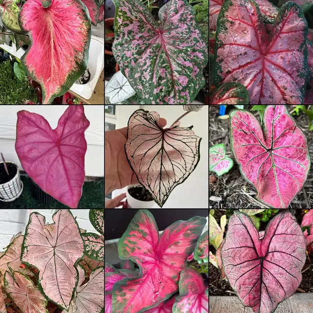 Bag of 10-12 caladium62864746044418123