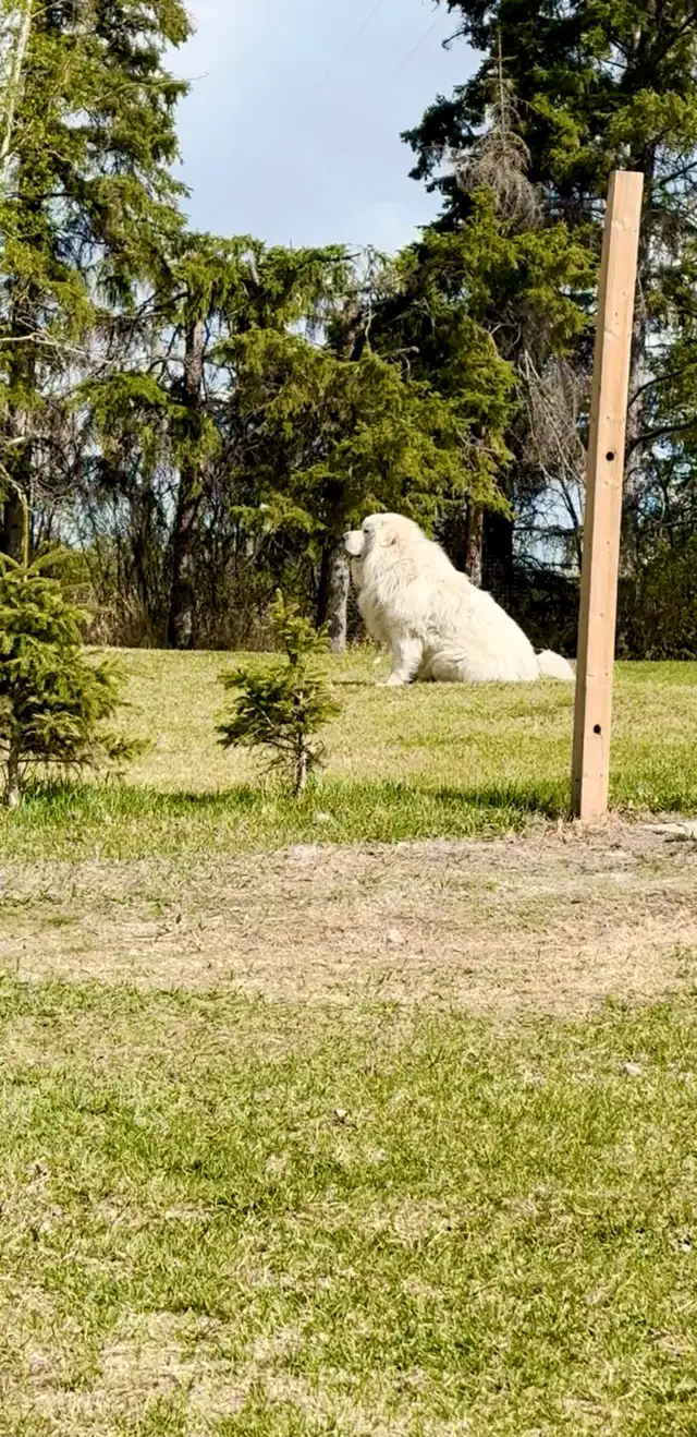 Great Pyrenees puppies ( PUREBRED) in Dogs & Puppies for Rehoming in St. Albert - Image 9