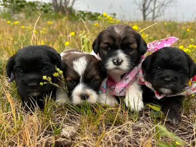 4 Cocker Spaniel X Shih Tzu Puppies, View more