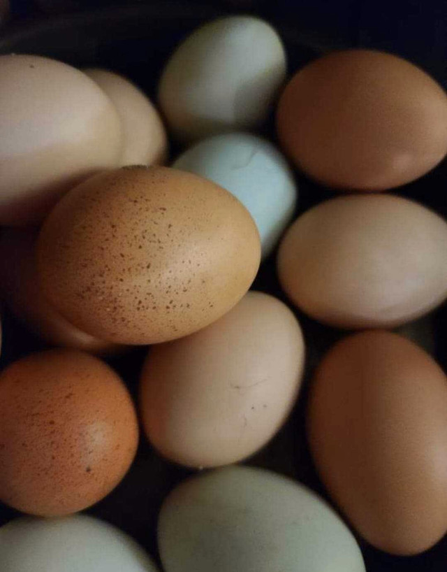 Farm fresh eggs in Other in Delta/Surrey/Langley