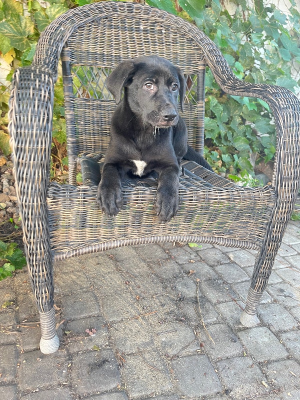 Labrador Puppies 3 left Dogs & Puppies for Rehoming Edmonton Kijiji