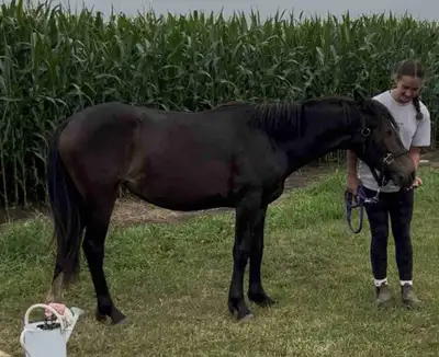 Percheron/Quarter Horse X Filly, View more
