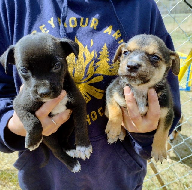 Bull Heelers Blue Heeler Lab Cross Puppies Dogs & Puppies for