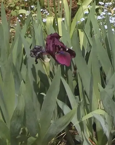 Plant - Iris - Purple/Burgundy, View more