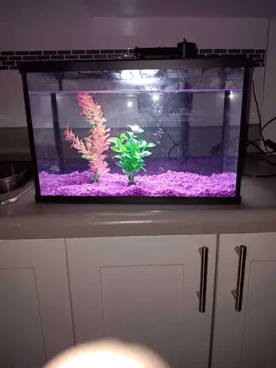 Topfun 20 litre aquarium comes with everything shown in picture. Adjustable flow fountain. Good for...