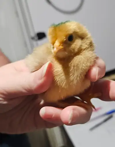 Chicks - delivery to Ottawa!, View more