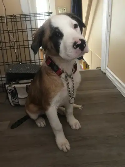 Hi there I saved this dog from the streets no I do not know the breed as he wa found on the streets...