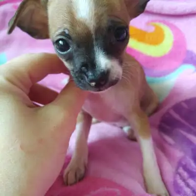 Bonjour, il me reste deux chihuahuas X mini pinscher. Ils ont actuellement presque 8 semaines. Le pa...