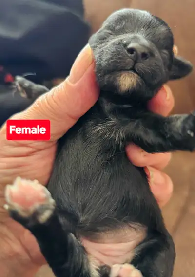 Yorkie Poo Puppy, View more
