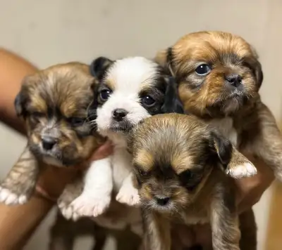 Shih Tzu puppies available , View more