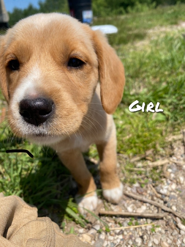 Cute Puppies Mixed Breed Dogs & Puppies for Rehoming Winnipeg Kijiji
