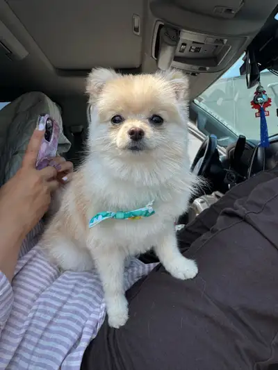 Say hello to Kyla, our adorable 1-year-old female Pomeranian looking for a loving new home! ✨ About...