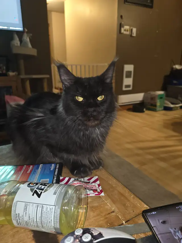 Retired Registered Purebred Maine Coon in Cats & Kittens for Rehoming in North Bay - Image 7