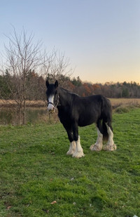 Clydesdale Standing at Stud 