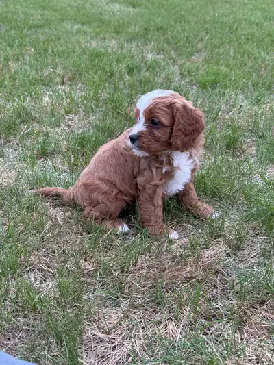 cavapoo puppies, View more