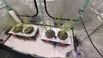 4x8ft Grow Tent with 3x Mars Hydro SP300 lights, View more