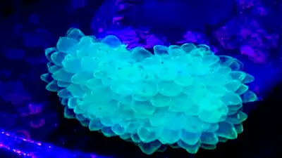 Neon Bubble Tip Anemones, View more