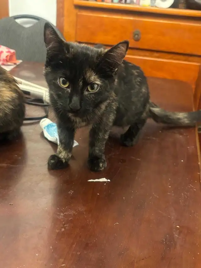 Kittens 4(3months old) in Cats & Kittens for Rehoming in Saint-Hyacinthe - Image 5