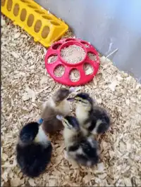 Barnyard Mix Ducklings