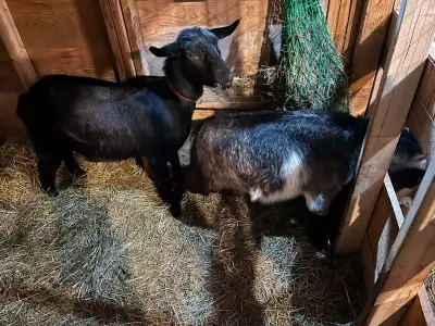 Goats for sale, View more