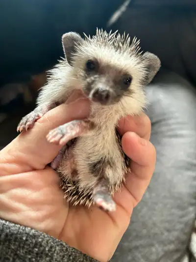baby hedgehogs , View more