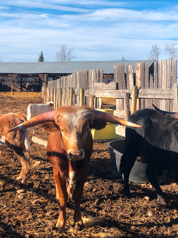 Texas Longhorn Bulls in Livestock in Grande Prairie
