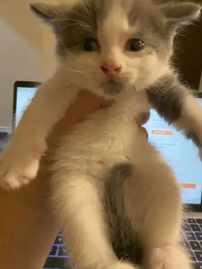 6 cute kittens for rehoming, View more