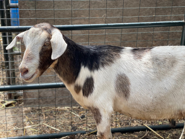 Saanen X Boer Doe in Livestock in Kamloops - Image 2