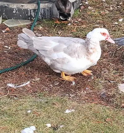 muscovy pair, View more