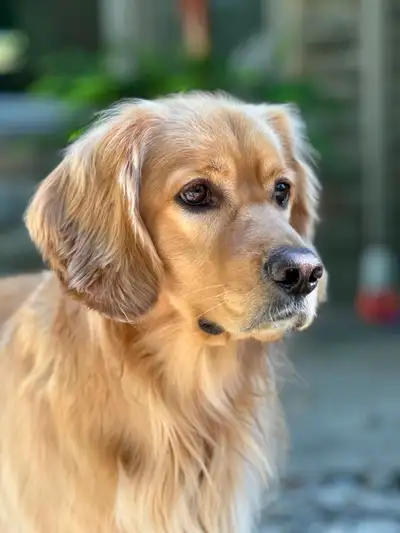 Skye & Stormie's Golden Cocker Retriever puppies are 2.5 week old now. They are doing very well unde...