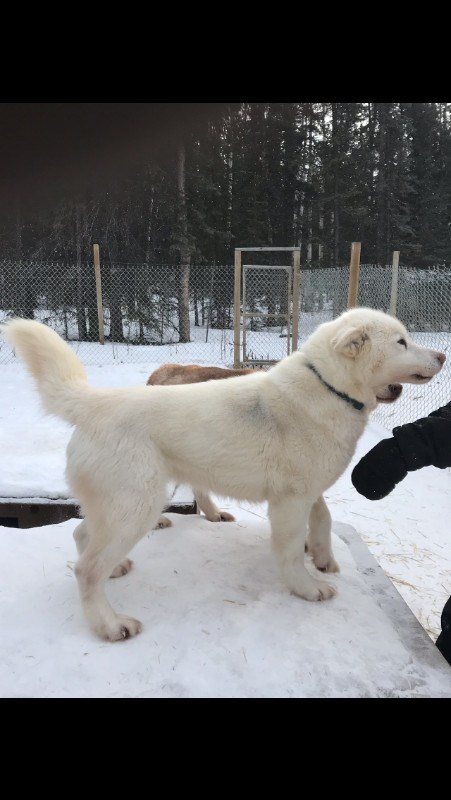 Alaskan Malamutes for sale in Dogs & Puppies for Rehoming in Prince George - Image 4