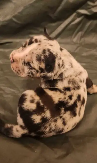 Micro  Puppies Merle Tri Available!  Born July 29th, 2025, View more