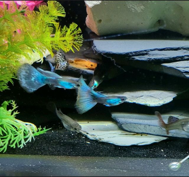 Beautiful adult male and female guppies in Fish for Rehoming in Oshawa / Durham Region - Image 3