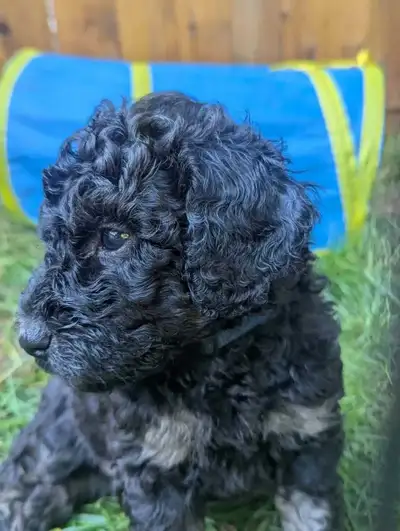 Purebred Poodles- delivery available, View more