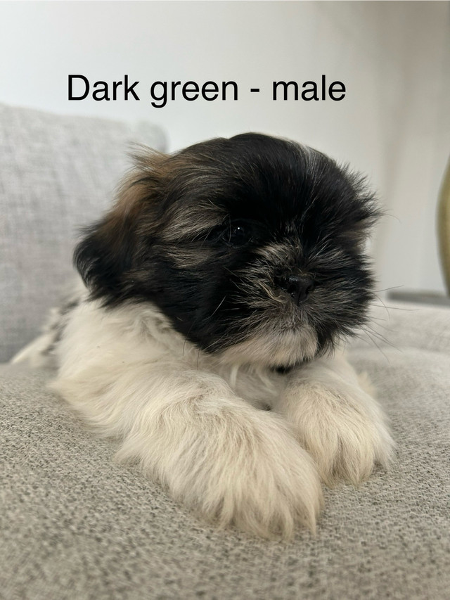 Shihtzu puppies ❤️ in Dogs & Puppies for Rehoming in Abbotsford - Image 4