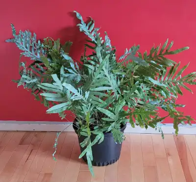 Plante fougère étoilée bleue 16'' Blue Star Fern Plant, View more
