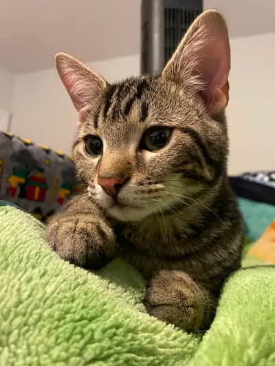Kittens for adoption, View more