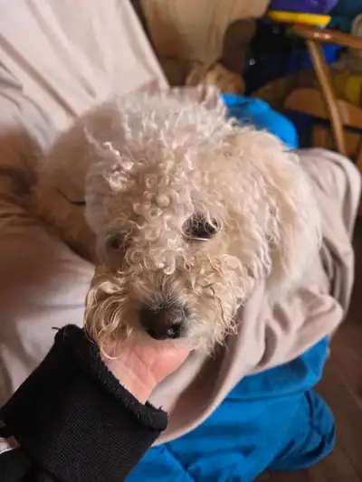 bichon 1 an croisé caniche , View more