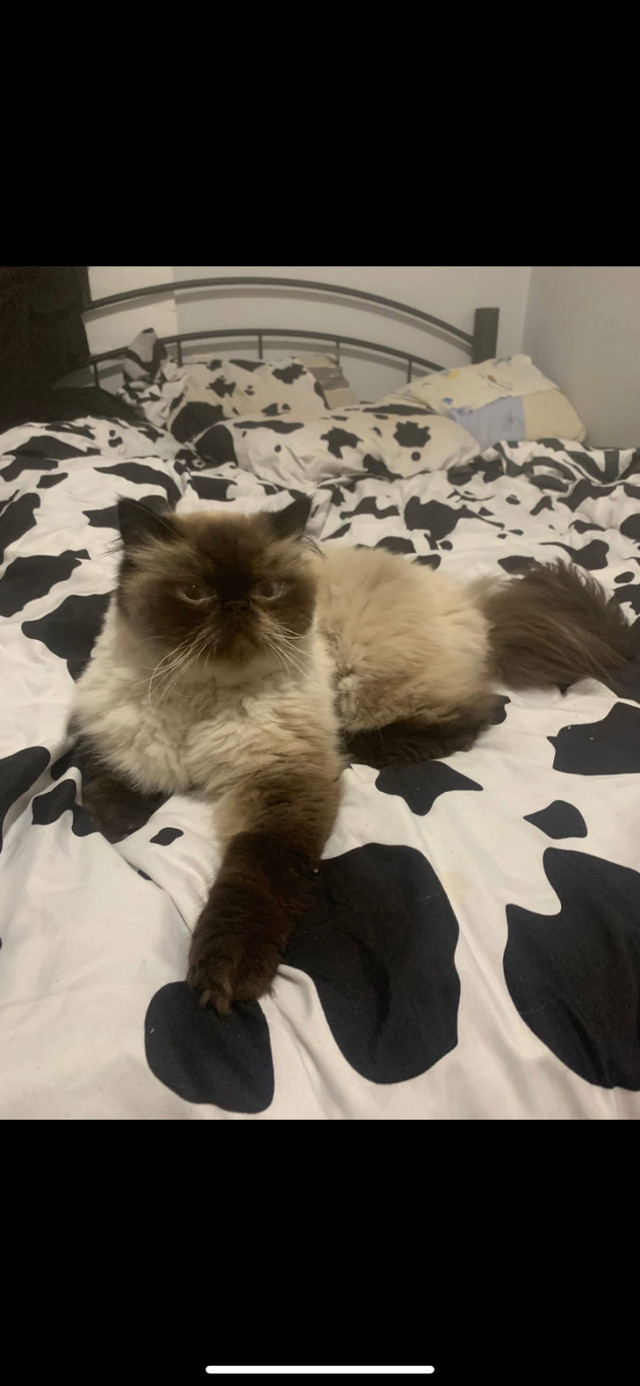 Persian cat needing a home in Cats & Kittens for Rehoming in Peterborough