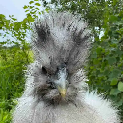 Silkie growout potential cockerel , View more